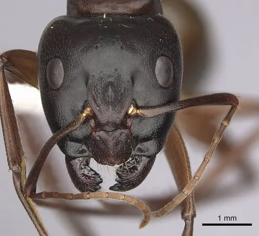 Camponotus semitestaceus specimen CASENT0280037 image casent0280037_2