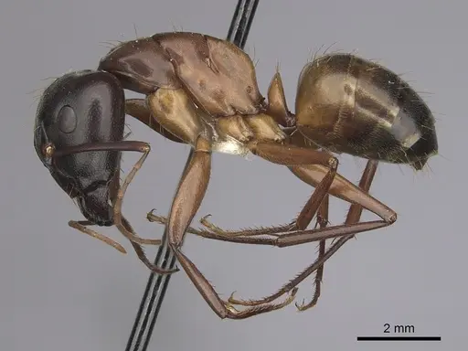Camponotus semitestaceus specimen CASENT0280037 image casent0280037_3