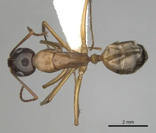 Camponotus semitestaceus specimen CASENT0280038 image casent0280038_1