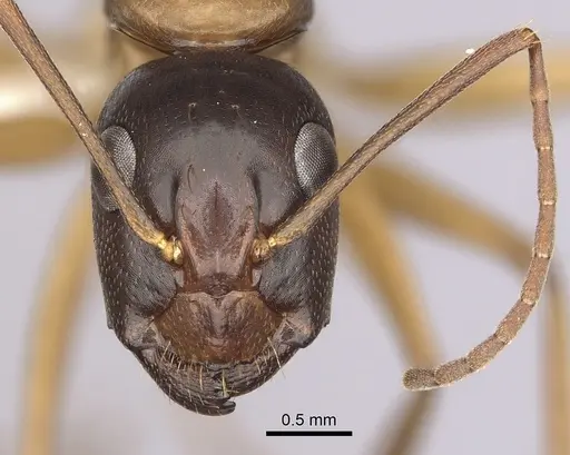 Camponotus semitestaceus specimen CASENT0280038 image casent0280038_2