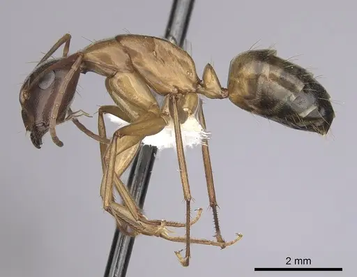 Camponotus semitestaceus specimen CASENT0280038 image casent0280038_3