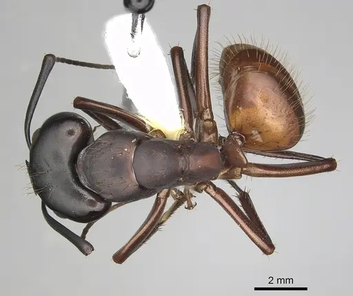 Camponotus semitestaceus specimen CASENT0280039 image casent0280039_1
