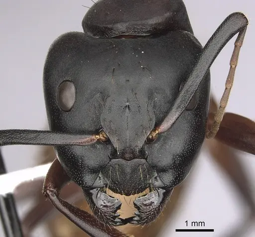 Camponotus semitestaceus specimen CASENT0280039 image casent0280039_2
