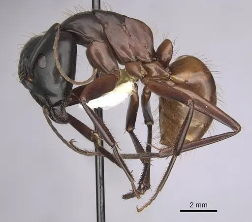 Camponotus semitestaceus specimen CASENT0280039 image casent0280039_3