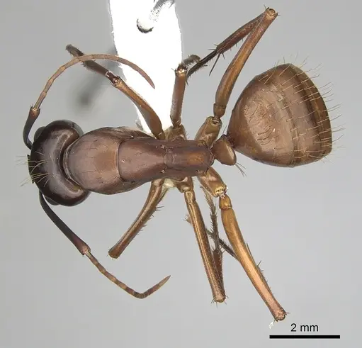 Camponotus semitestaceus specimen CASENT0280040 image casent0280040_1