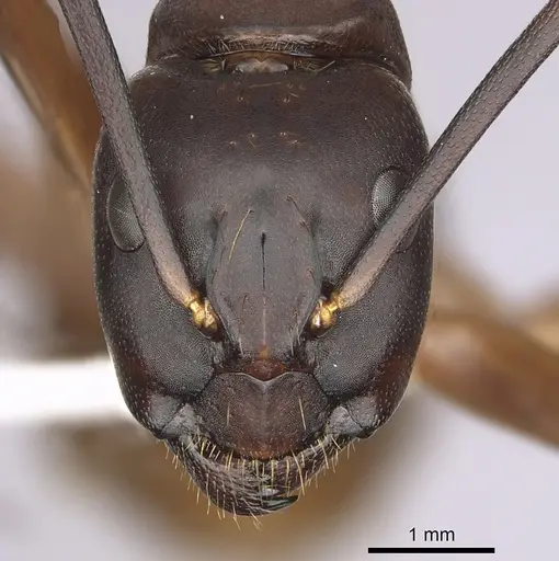 Camponotus semitestaceus specimen CASENT0280040 image casent0280040_2