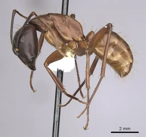 Camponotus semitestaceus specimen CASENT0280040 image casent0280040_3
