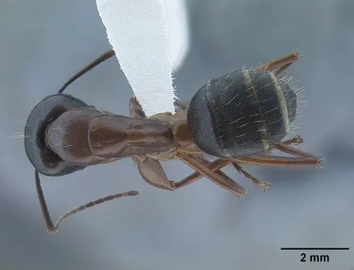 Camponotus semitestaceus specimen CASENT0761104 image casent0761104_1