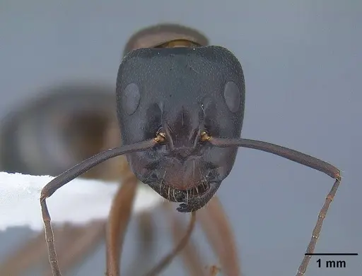 Camponotus semitestaceus specimen CASENT0761104 image casent0761104_2