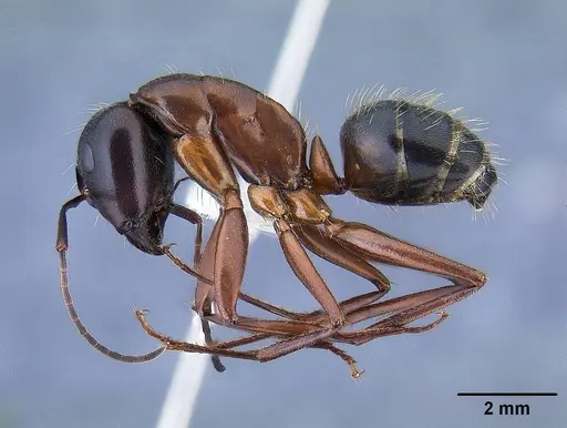 Camponotus semitestaceus specimen CASENT0761104 image casent0761104_3