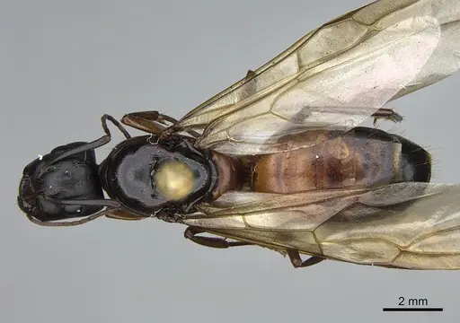 Camponotus semitestaceus specimen CASENT0840892 image casent0840892_1