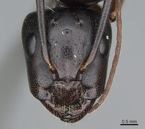 Camponotus semitestaceus specimen CASENT0840892 image casent0840892_2