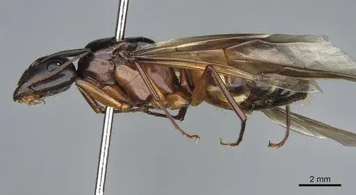 Camponotus semitestaceus specimen CASENT0840892 image casent0840892_3