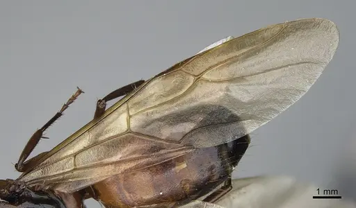 Camponotus semitestaceus specimen CASENT0840892 image casent0840892_4