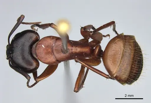 Camponotus semitestaceus specimen CASENT0840893 image casent0840893_1