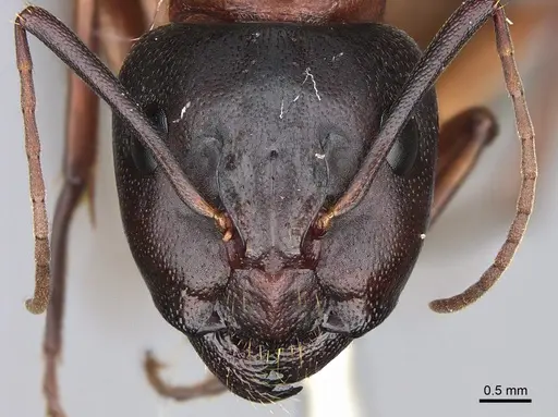 Camponotus semitestaceus specimen CASENT0840893 image casent0840893_2