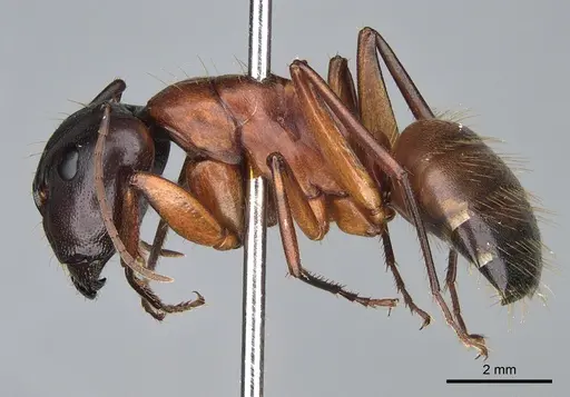 Camponotus semitestaceus specimen CASENT0840893 image casent0840893_3