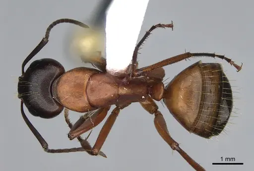 Camponotus semitestaceus specimen CASENT0840894 image casent0840894_1