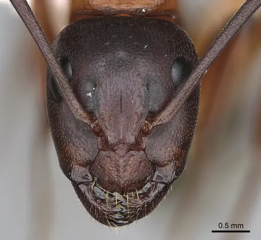 Camponotus semitestaceus specimen CASENT0840894 image casent0840894_2