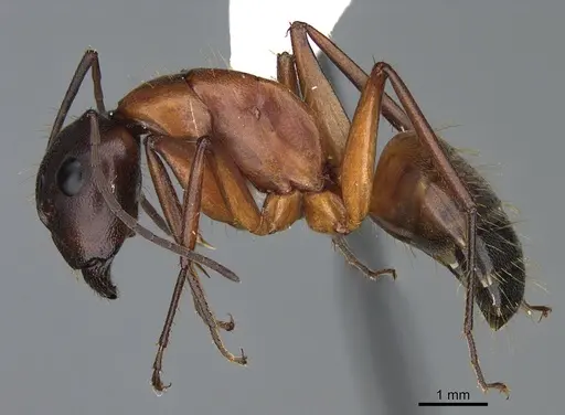 Camponotus semitestaceus specimen CASENT0840894 image casent0840894_3