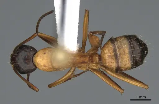 Camponotus semitestaceus specimen CASENT0840895 image casent0840895_1