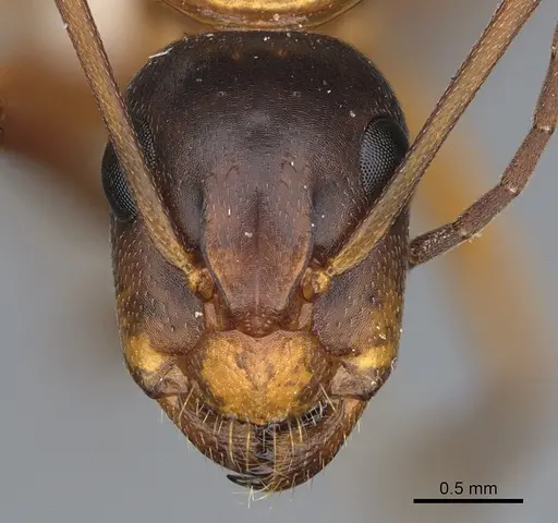 Camponotus semitestaceus specimen CASENT0840895 image casent0840895_2
