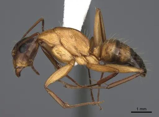 Camponotus semitestaceus specimen CASENT0840895 image casent0840895_3