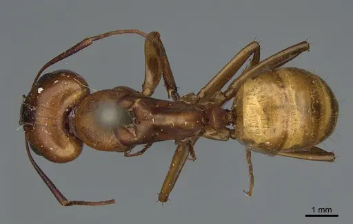 Camponotus semitestaceus specimen CASENT0840902 image casent0840902_1