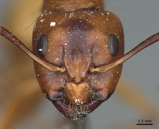 Camponotus semitestaceus specimen CASENT0840902 image casent0840902_2