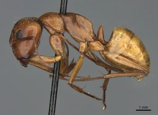 Camponotus semitestaceus specimen CASENT0840902 image casent0840902_3