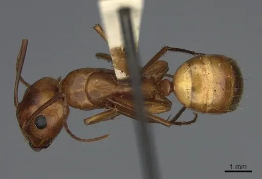 Camponotus semitestaceus specimen CASENT0840903 image casent0840903_1