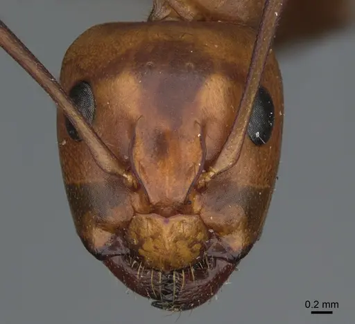 Camponotus semitestaceus specimen CASENT0840903 image casent0840903_2