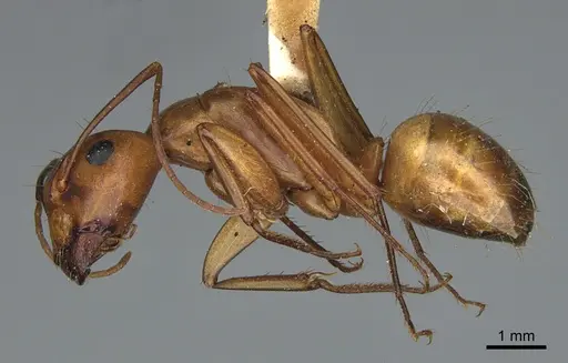 Camponotus semitestaceus specimen CASENT0840903 image casent0840903_3