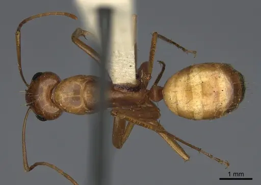 Camponotus semitestaceus specimen CASENT0840904 image casent0840904_1