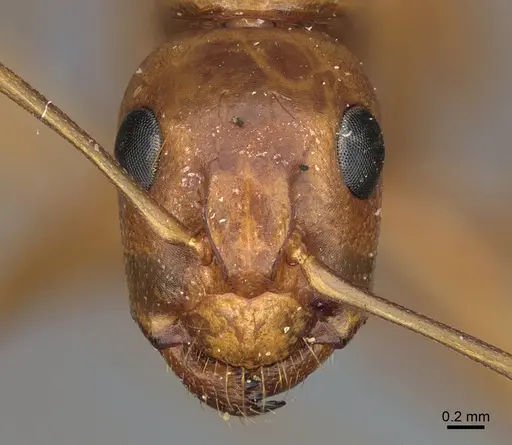Camponotus semitestaceus specimen CASENT0840904 image casent0840904_2