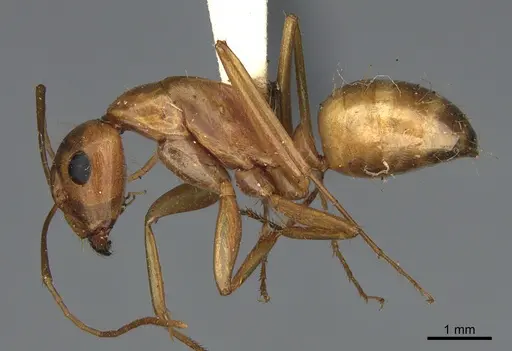 Camponotus semitestaceus specimen CASENT0840904 image casent0840904_3