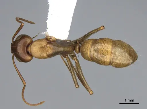 Camponotus semitestaceus specimen CASENT0840905 image casent0840905_1