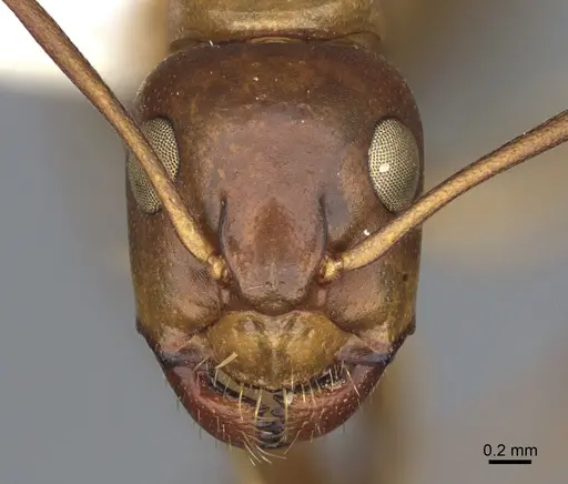 Camponotus semitestaceus specimen CASENT0840905 image casent0840905_2