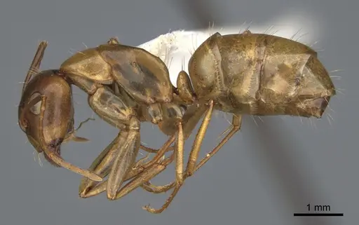 Camponotus semitestaceus specimen CASENT0840905 image casent0840905_3
