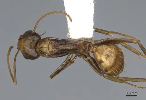 Camponotus semitestaceus specimen CASENT0840906 image casent0840906_1