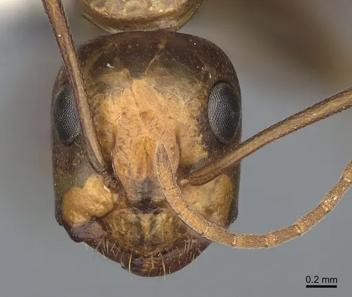 Camponotus semitestaceus specimen CASENT0840906 image casent0840906_2