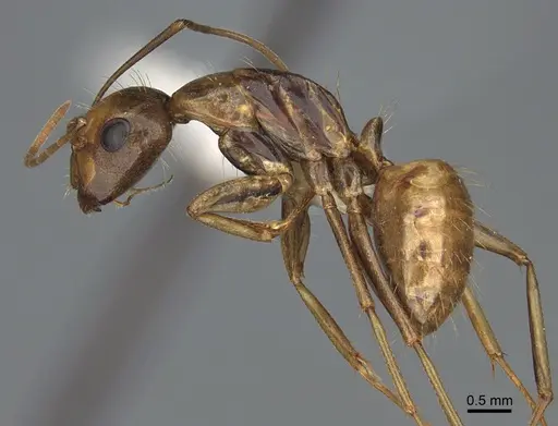 Camponotus semitestaceus specimen CASENT0840906 image casent0840906_3