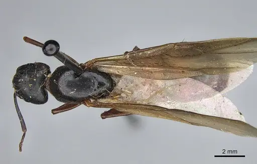 Camponotus semitestaceus specimen CASENT0840907 image casent0840907_1