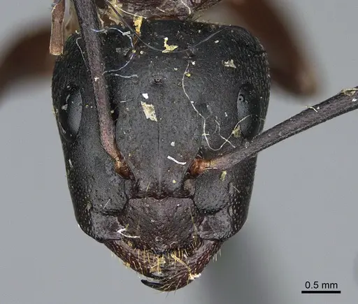 Camponotus semitestaceus specimen CASENT0840907 image casent0840907_2
