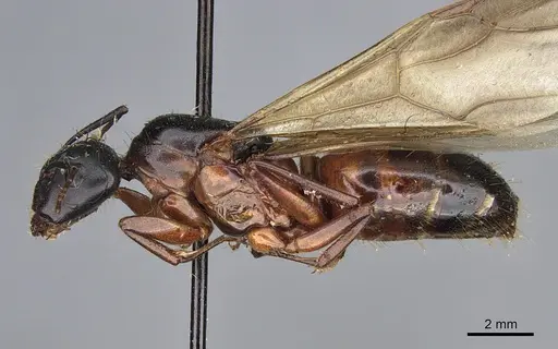 Camponotus semitestaceus specimen CASENT0840907 image casent0840907_3
