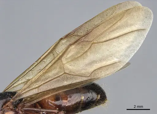 Camponotus semitestaceus specimen CASENT0840907 image casent0840907_4