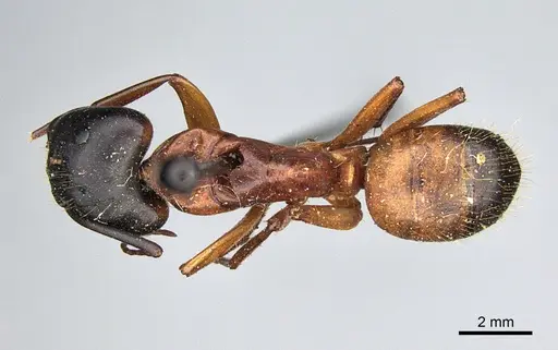 Camponotus semitestaceus specimen CASENT0840909 image casent0840909_1