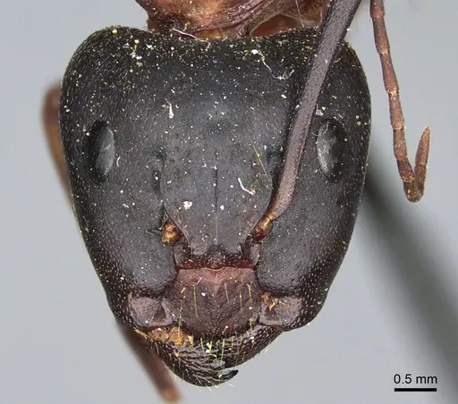 Camponotus semitestaceus specimen CASENT0840909 image casent0840909_2