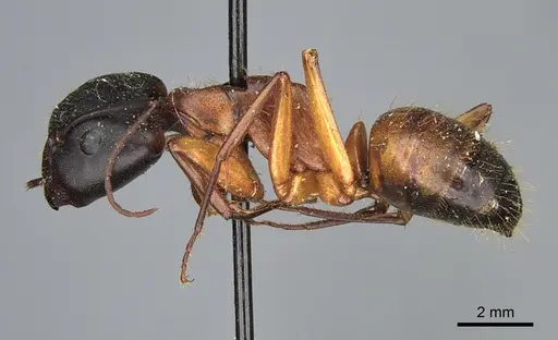 Camponotus semitestaceus specimen CASENT0840909 image casent0840909_3