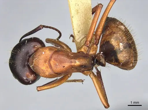 Camponotus semitestaceus specimen CASENT0840911 image casent0840911_1